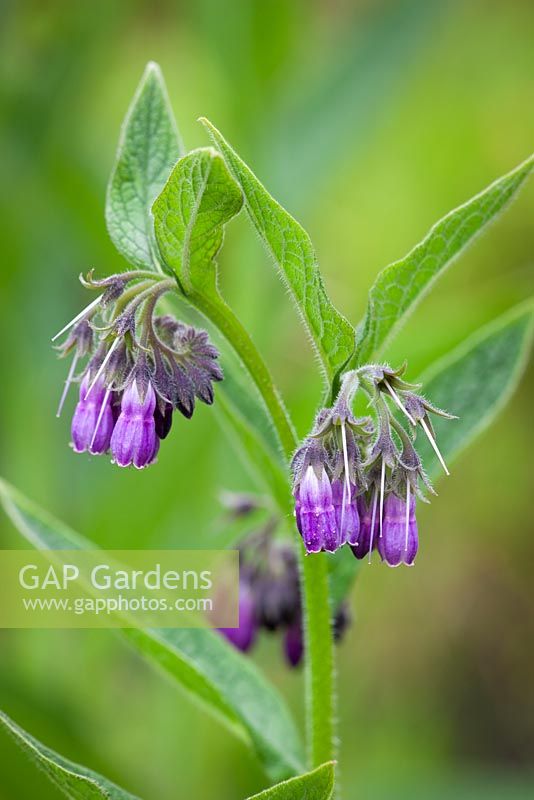 Russian Comfrey (sometimes Comphrey). Symphytum x uplandicum