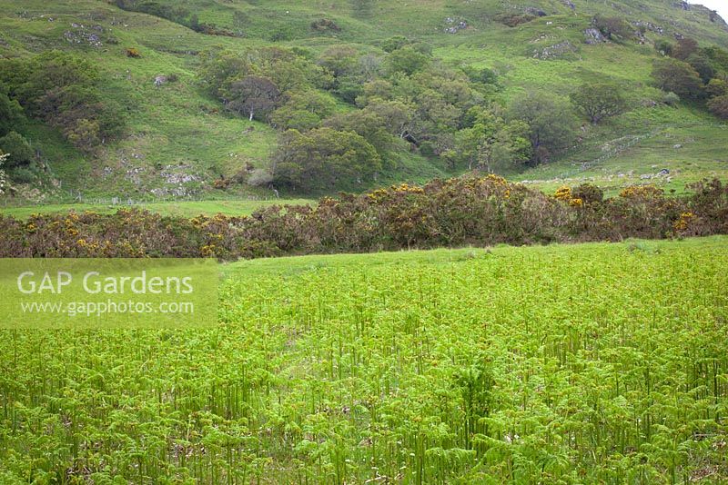 Bracken and gorse, Scotland