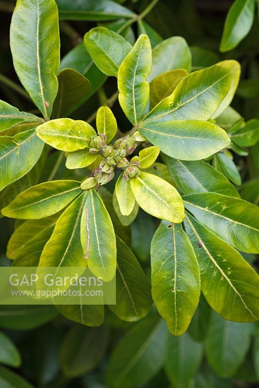 Choisya ternata with Chlorosis (mineral deficiency) 