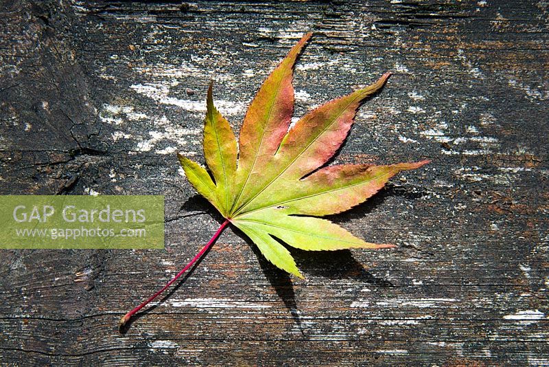 Autumn leaf of Acer palmatum on wooden background