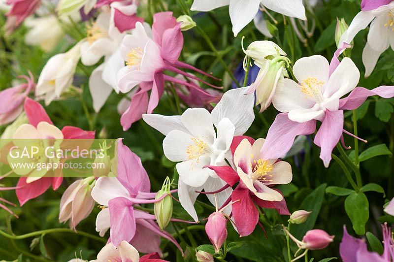 Aquilegia songbird mix