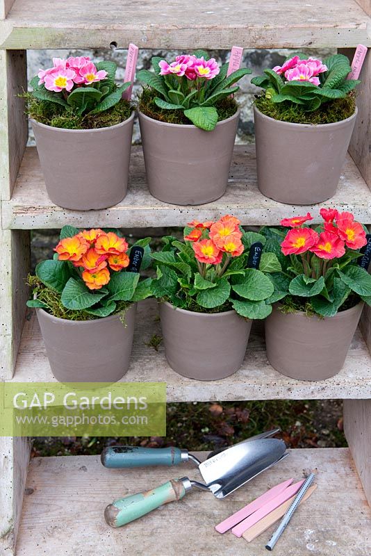 Containers planted with Primula 'Apple Blossom' - pink and Primula 'Ember Glow' - orange sitting on wooden steps 