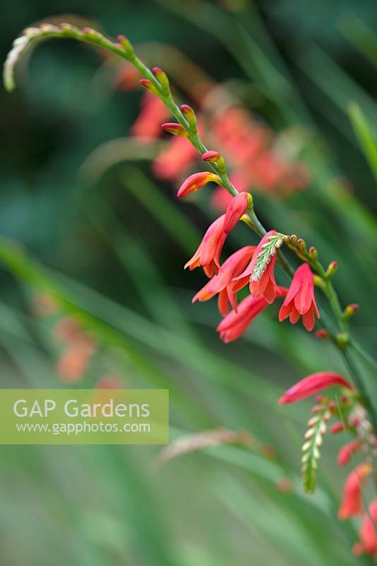 Crocosmia 'Culzean Pink'