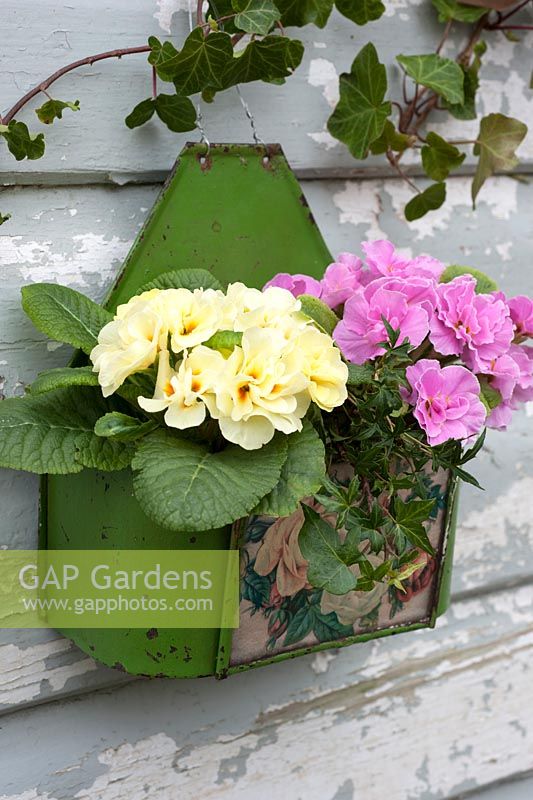 Pink and yellow double primroses with ivy in hanging vintage container