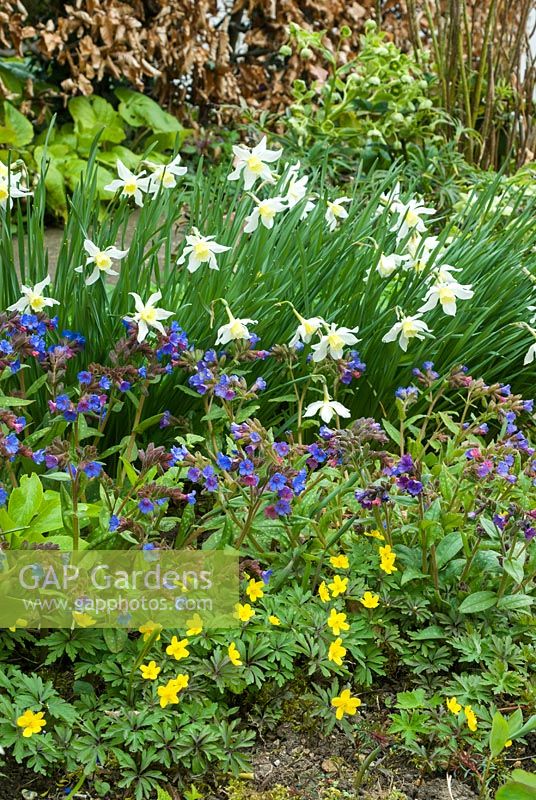 Spring border with narcissus, pulmonarias and Anemone ranunculoides. March. Hardwicke House, Fen Ditton, Cambridge.