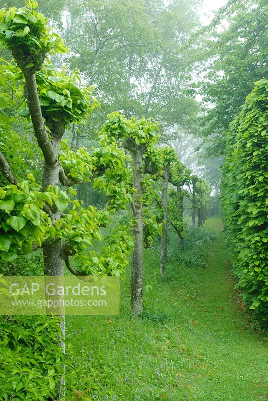 Line of pleached lime trees breaking into leaf beside beech hedge. Hardwicke House, Fen Ditton. May