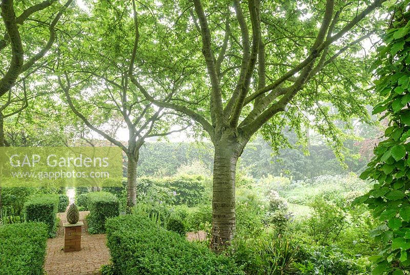 Misty garden in May with formal box hedging brick paths, Cherry trees. Hardwicke House, Fen Ditton