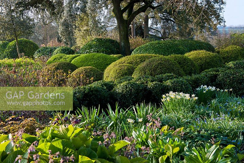 Mixed topiary evergreen shrubs boxwood 