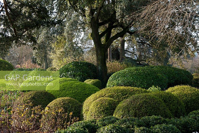 Mixed topiary evergreen shrubs 