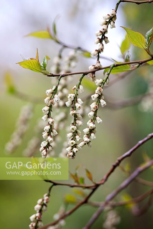 Stachyurus praecox flowers in spring