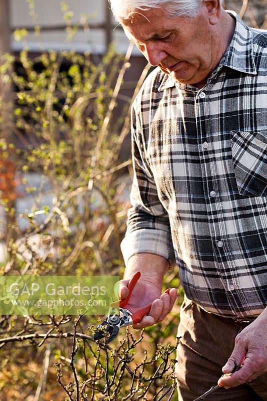 Man pruning back old wood of red currant bush with secateurs in spring. Trim the current year's growth just a bit to give larger and better quality berries.