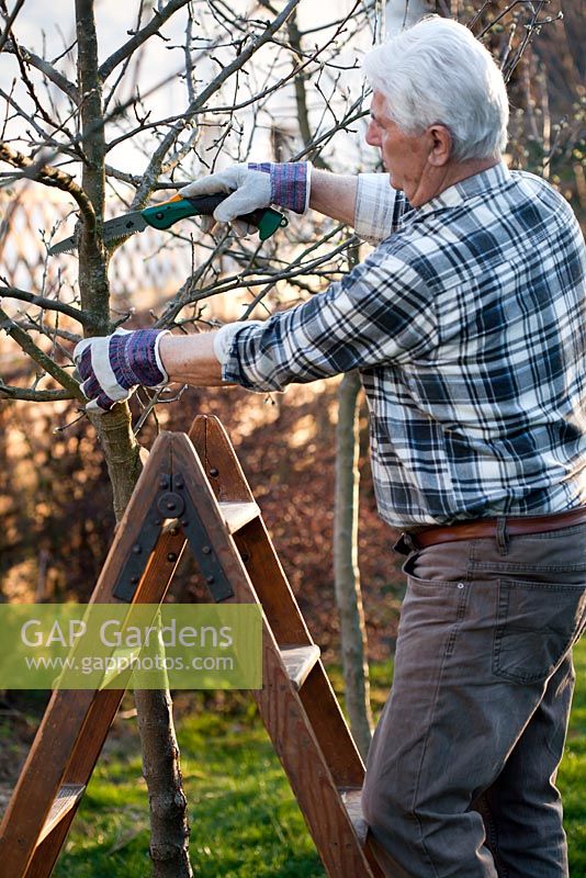 Pruning apple tree branch with folding hand saw in late winter.