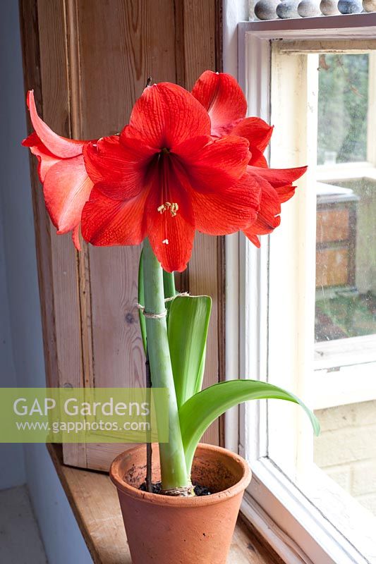 Red Hippeastrum - amaryllis on windowsill