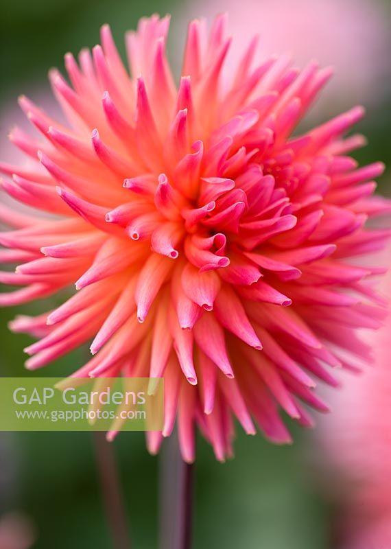 Dahlia 'Oakwood Firelight'. RHS Garden, Wisley, Surrey