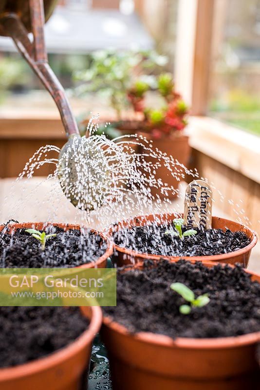 Watering Echinacea Large Flowered seedlings. 