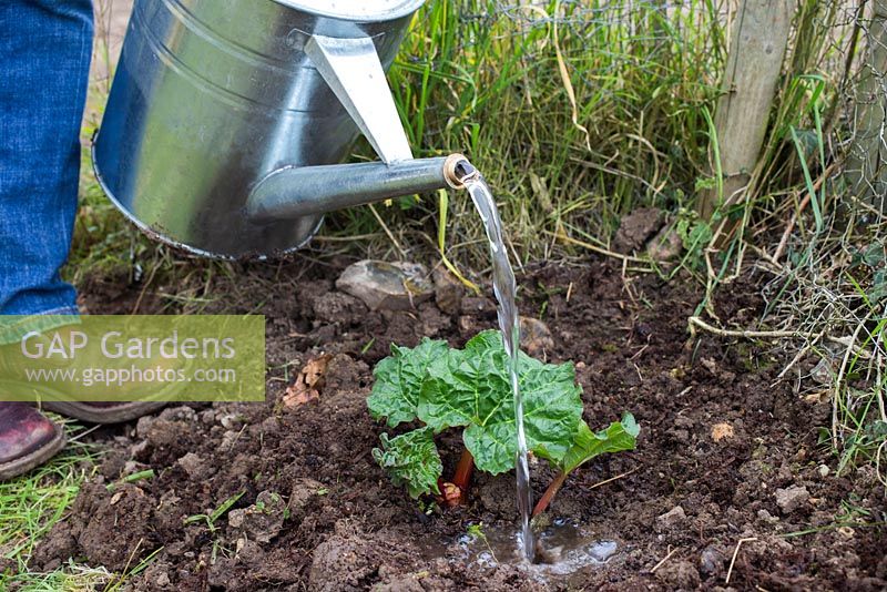 Watering Rhubarb 'Timperley Early'