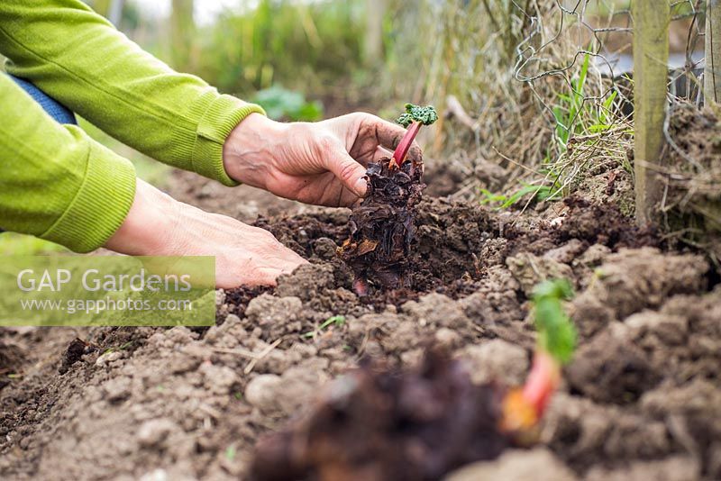 Planting Rhubarb 'Timperley Early' crown
