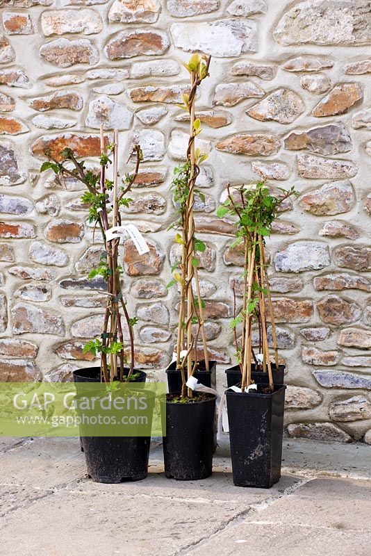 Bareroot plants in plastic containers beside wall.