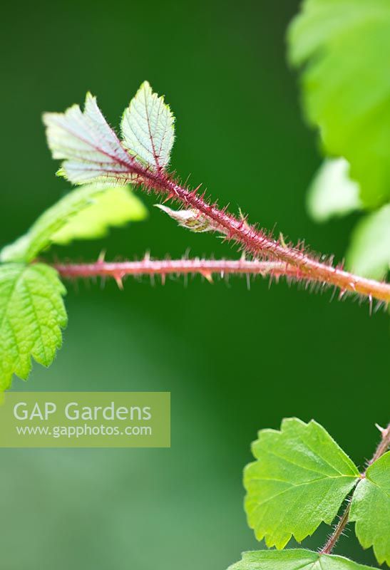 Rubus phoenicolasius 