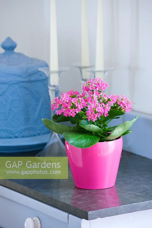 Pink container in kitchen planted with pink kalanchoe