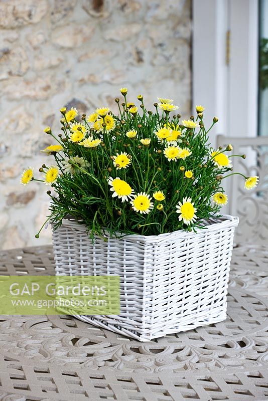 Wicker container planted with yellow marguerites in conservatory
