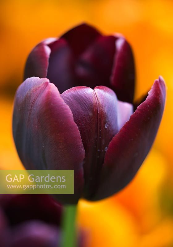 Tulipa 'Cafe Noir'