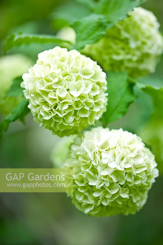 Viburnum opulus 'Roseum' AGM