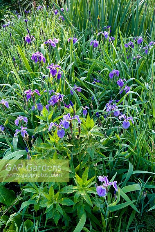 Iris sibirica in the meadow. Moors meadow garden and nursery, Herefordshire 
