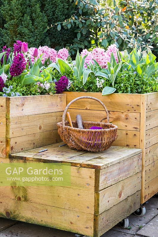 Hyacinthus orientalis 'Fondant', Hyacinthus 'Woodstock', Tulipa triumph 'Negrita', Chionodoxa 'Pink Giant' and Myosotis - Forget me Not. 