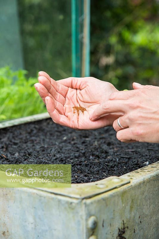 Sowing Watercress 'Aqua' seeds
