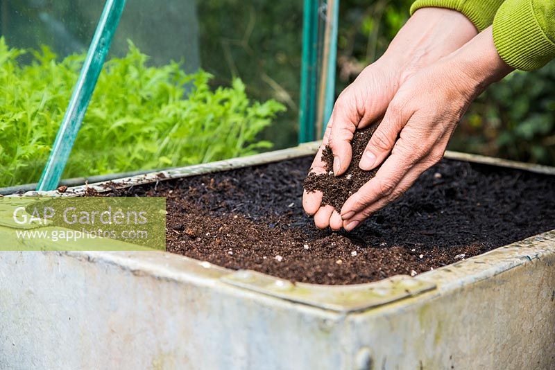 Covering seeds with a thin layer of compost. 