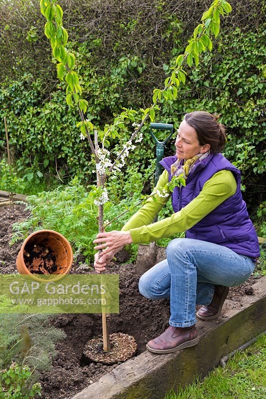 Planting Cherry 'Stella' in hole