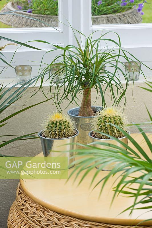Metal containers planted with cacti and a ponytail palm (Beaucarnea recurvata) in conservatory