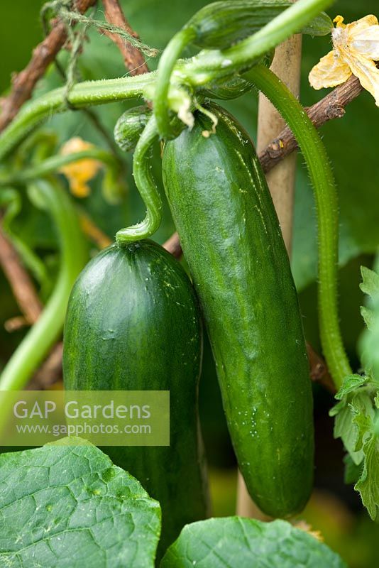 Cucumis sativus - cucumber