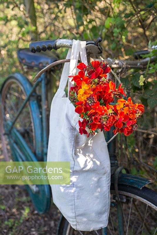 Erysimum 'Scarlet Bedder' and 'Orange Bedder' in bag, hanging from bicycle handle.