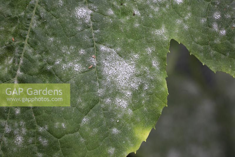Erysiphe cichoracearum - Cucurbit powdery mildew. Close up of attack on squash leaf