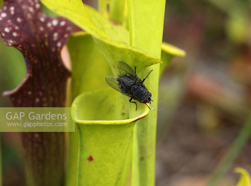 Sarracenia spp - Pitcher plant. Fly about to enter tube