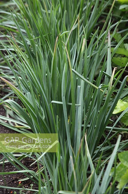 Tragopogon porrifolius 'Mamoth Sandwich Island' - Salsify close up of growing plants