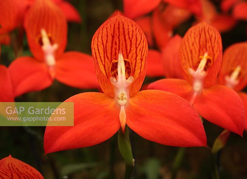 Disa uniflora 'Red River' close up of flower