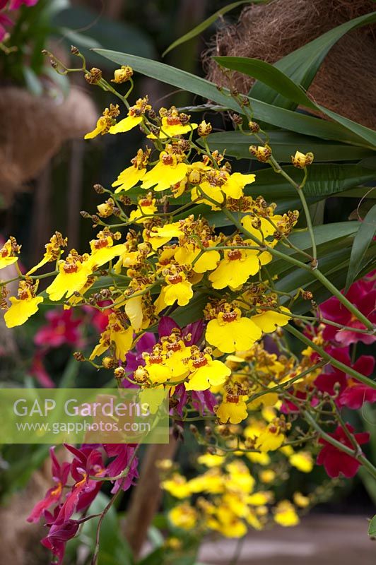 Oncidium varicosum