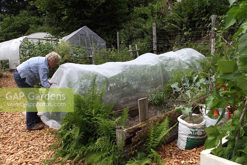 Growing broccoli - cover the plants with enviromesh to protect from butterflies