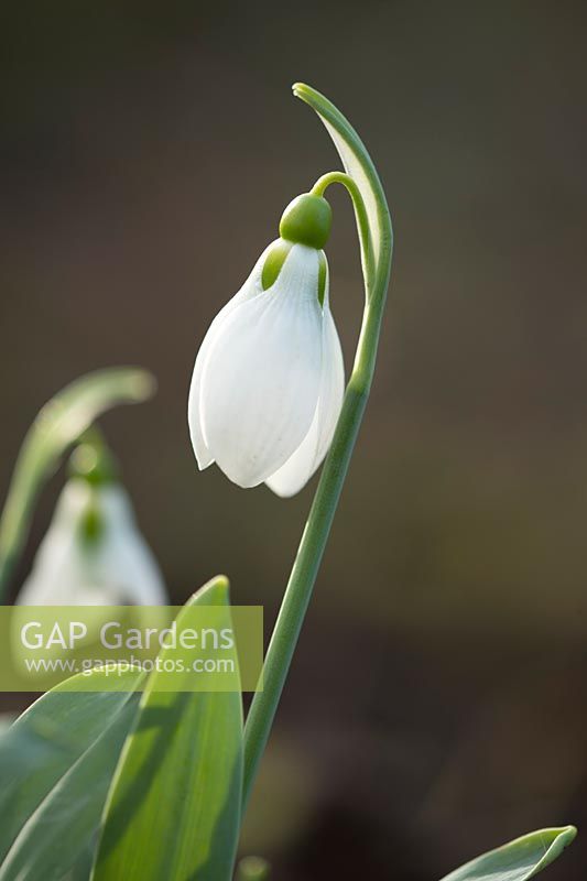 Galanthus 'Doris Page'