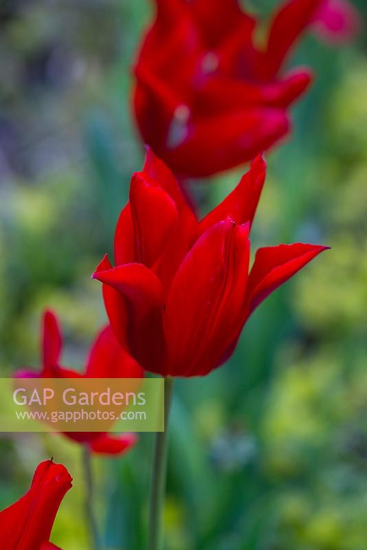 Tulipa 'Red Shine'