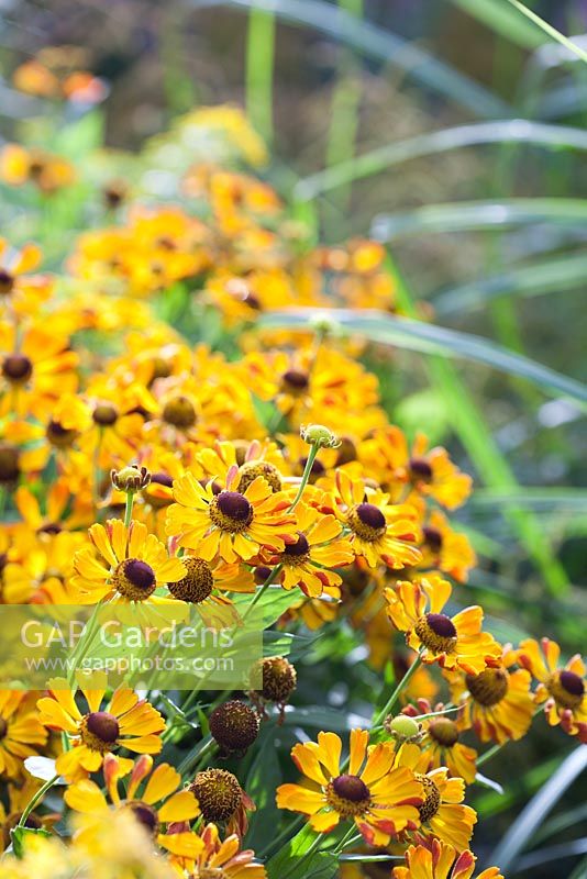 Helenium 'Rauchtopas' and Soldago