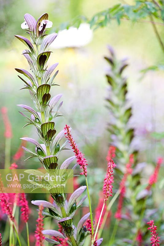 Acanthus 'Mornings Candle' and Persicaria amplexicaulis 'Firetail'