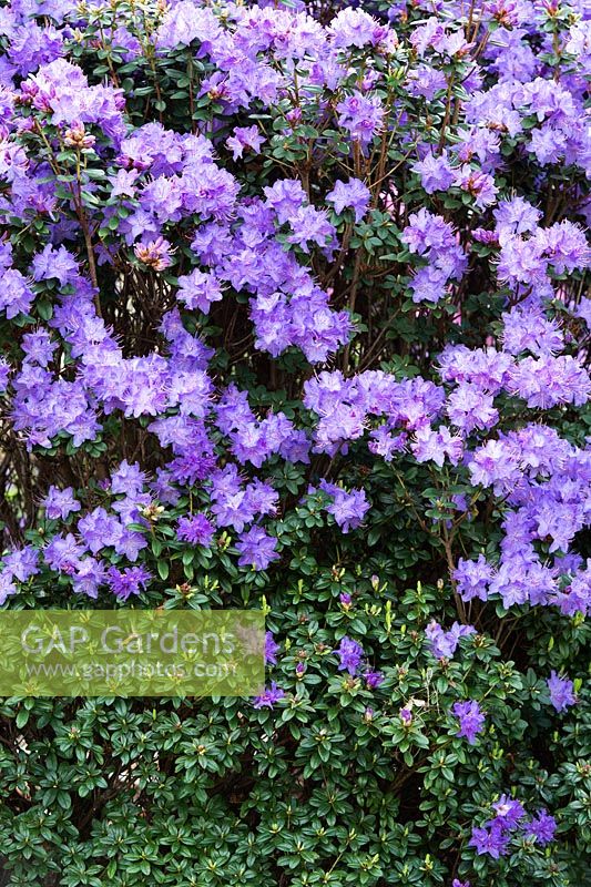 Rhododendron 'Songbird'