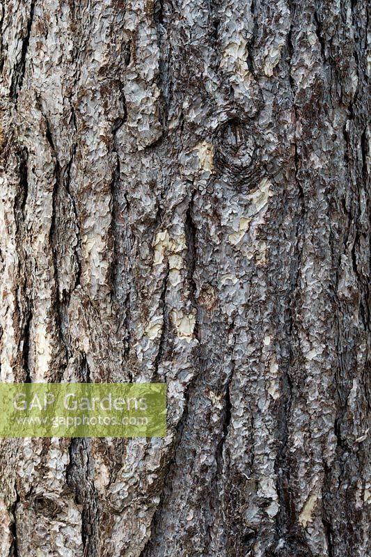 Pinus Nigra Laricio - Corsican pine tree bark