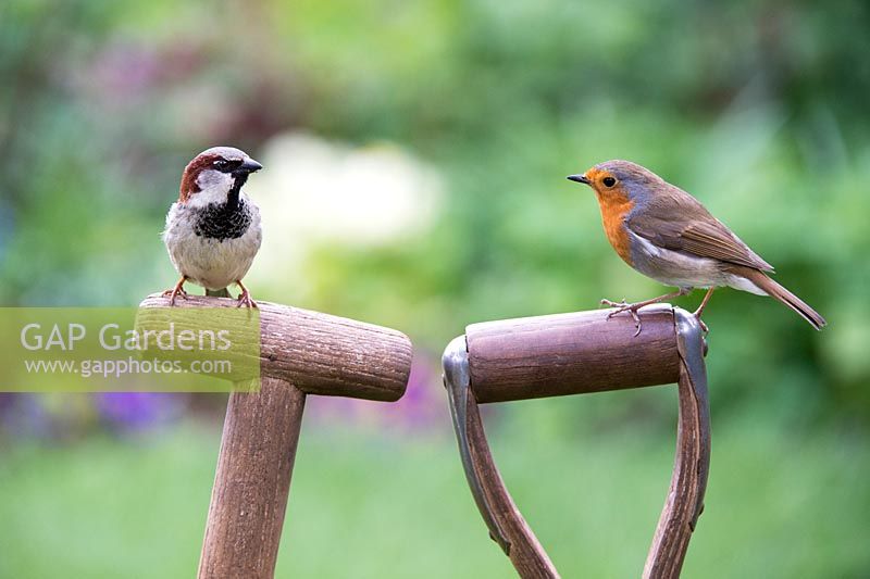 Erithacus Rubecula and Passer domesticus. Robin and house sparrow standing on garden tool handles