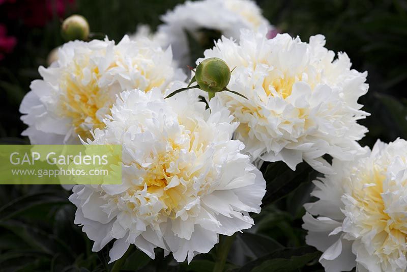 Paeonia 'Cheddar Che... stock photo by Martin Staffler, Image: 0440543