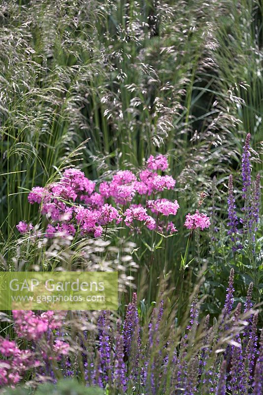 Salvia x sylvestris 'Mainacht' and ornamental grasses in mixed summer border.  Chelsea Flower Show 2014. A Garden for First Touch at St. George's.  Designer: Patrick Collins.  Sponsore: St Georges Hospital and Medical School, Tendercare, Landscape Associates.  